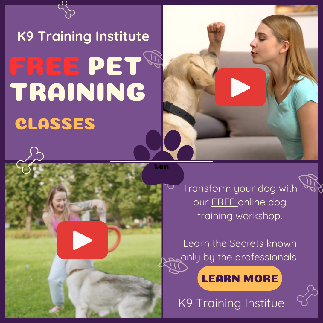 K9 Training Institute