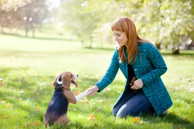 How to Train Your Beagle: Tips and Fun Activities for a Happy Pup