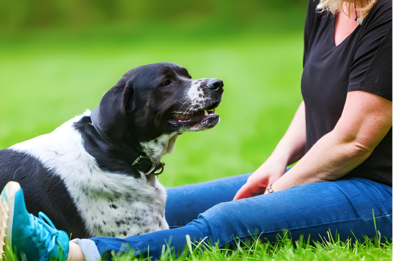 The Journey of Psychiatric Service Dog Training