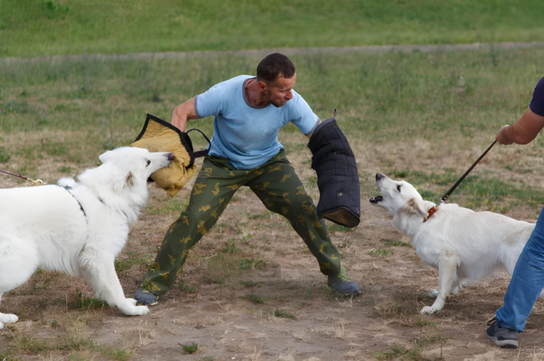 Dog to Dog Aggression Training: Taming the Tussle with Tail Wags