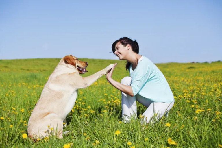 How to Use Positive Reinforcement Effectively in Dog Training