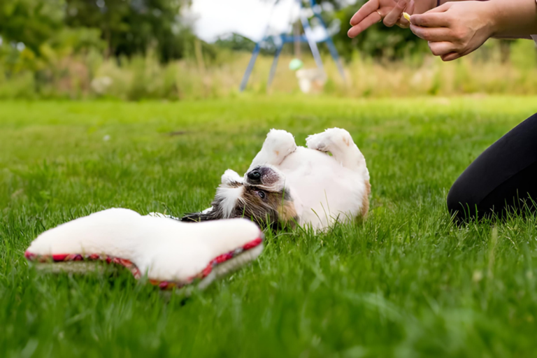 Training Techniques for Deaf Dogs: A Fun and Friendly Guide