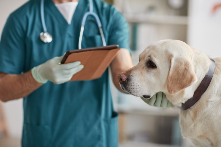 Teaching Dogs to Be Comfortable with Vet Visits