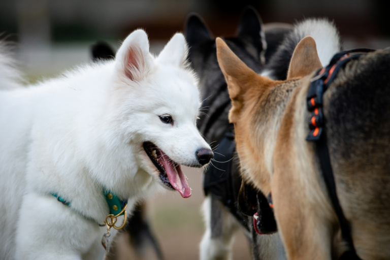 How to Socialize a Shy or Anxious Dog