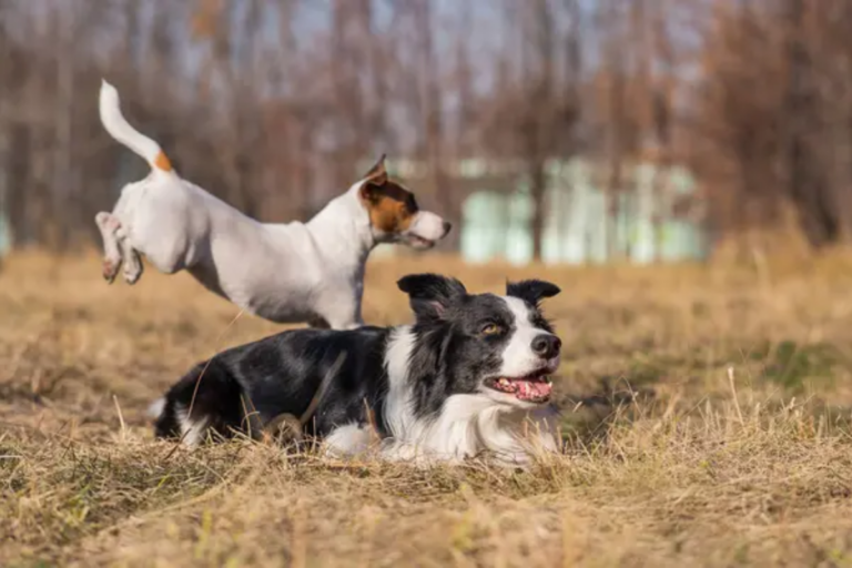 Tips and Tricks for Training Multiple Dogs at the Same Time