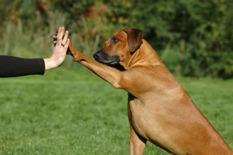 Avoid These Common Dog Training Mistakes