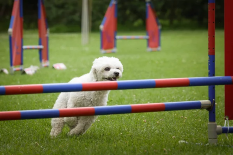 Incorporating Play into Training Sessions for Dogs