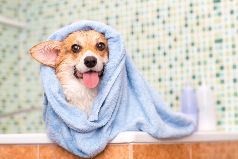 Training Dogs to Handle Grooming and Bathing: A Playful Guide