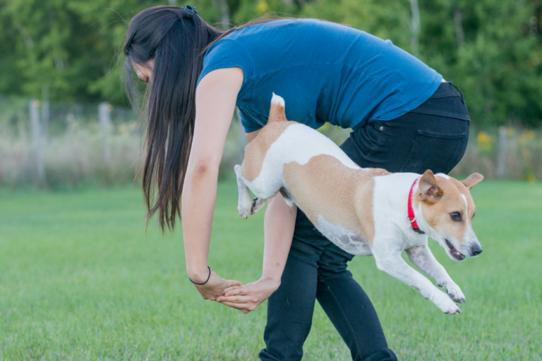 Teach an Old Dog New Tricks: A Paw-sitive Training Guide!