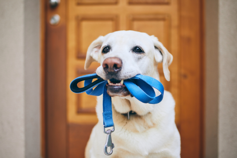 How to Stop Your Dog Pulling on a Leash