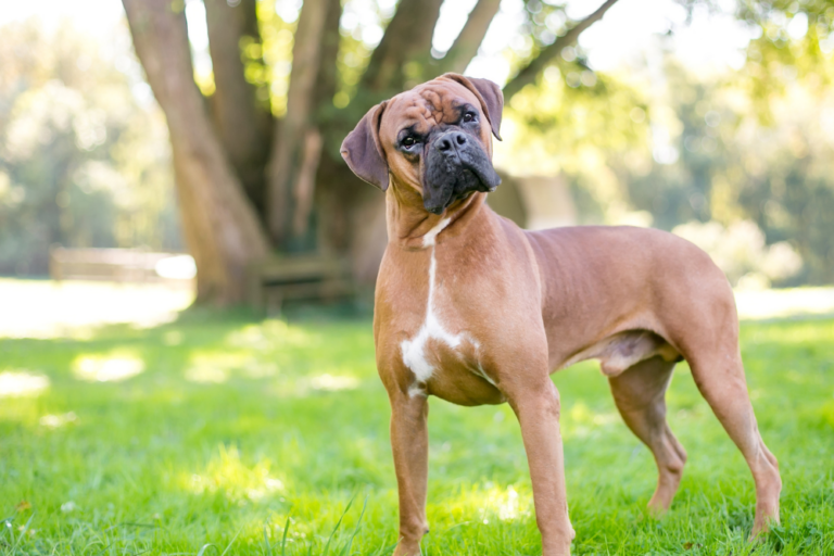 How to Get Your Dog to Listen to You: Tips for Success