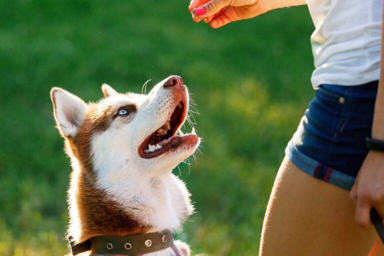 7 Dog Training Hacks Every Pet Parent Should Know