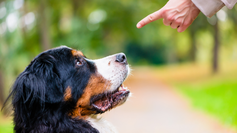 Top 5 Commands Every Dog Should Totally Master