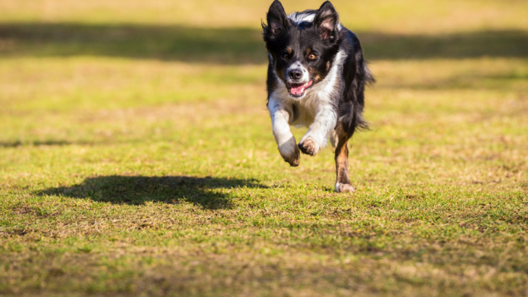 7 Simple Ways to Improve Your Dog’s Recall