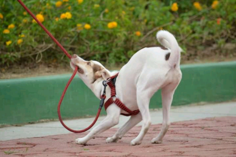 5 Best Ways to Stop Your Dog From Pulling on the Leash