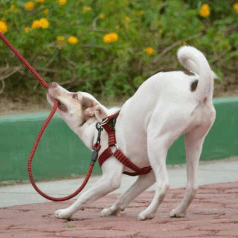 How to Keep Dog from Pulling on Leash: Easy Training Tips