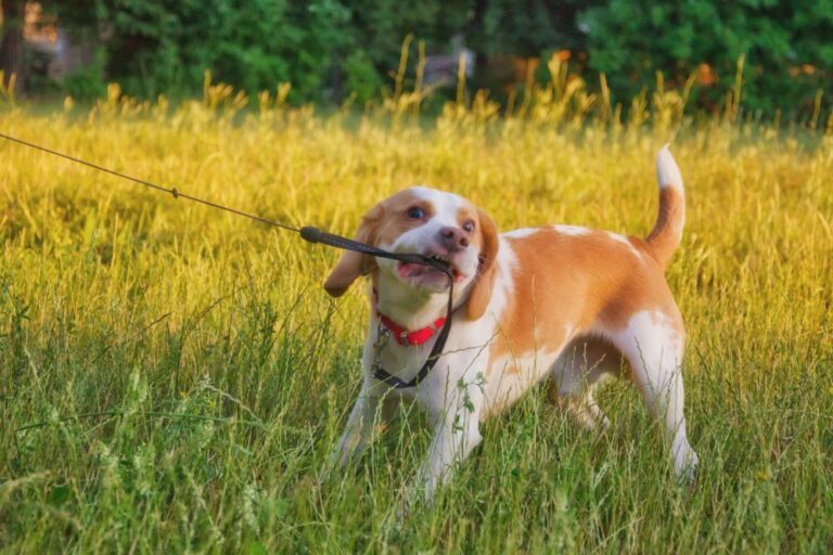 Top 8 Fun Ways to Train Your Stubborn Pup