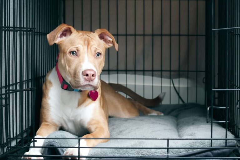 10 Proven Methods for Crate Training Success