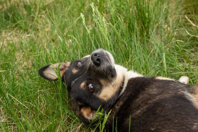 5 Ways on How to Calm Your Overexcited Pup