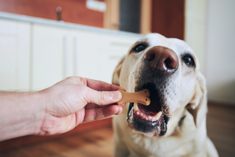 5 Effective Ways to Train Your Dog Without Using Treats