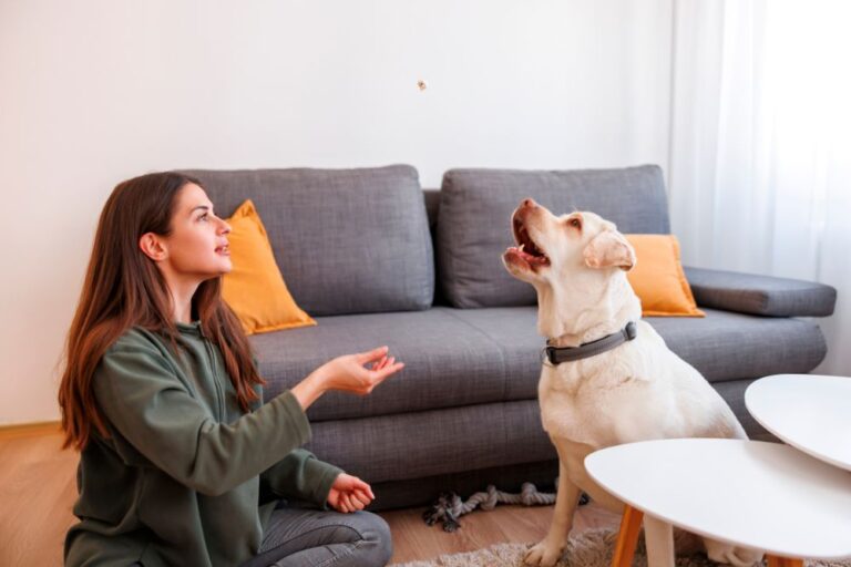 5 Best Tricks to Teach Your Dog for Fun and Obedience