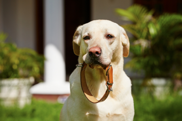 7 Best Ways to Train Your Dog for Off-Leash Walking