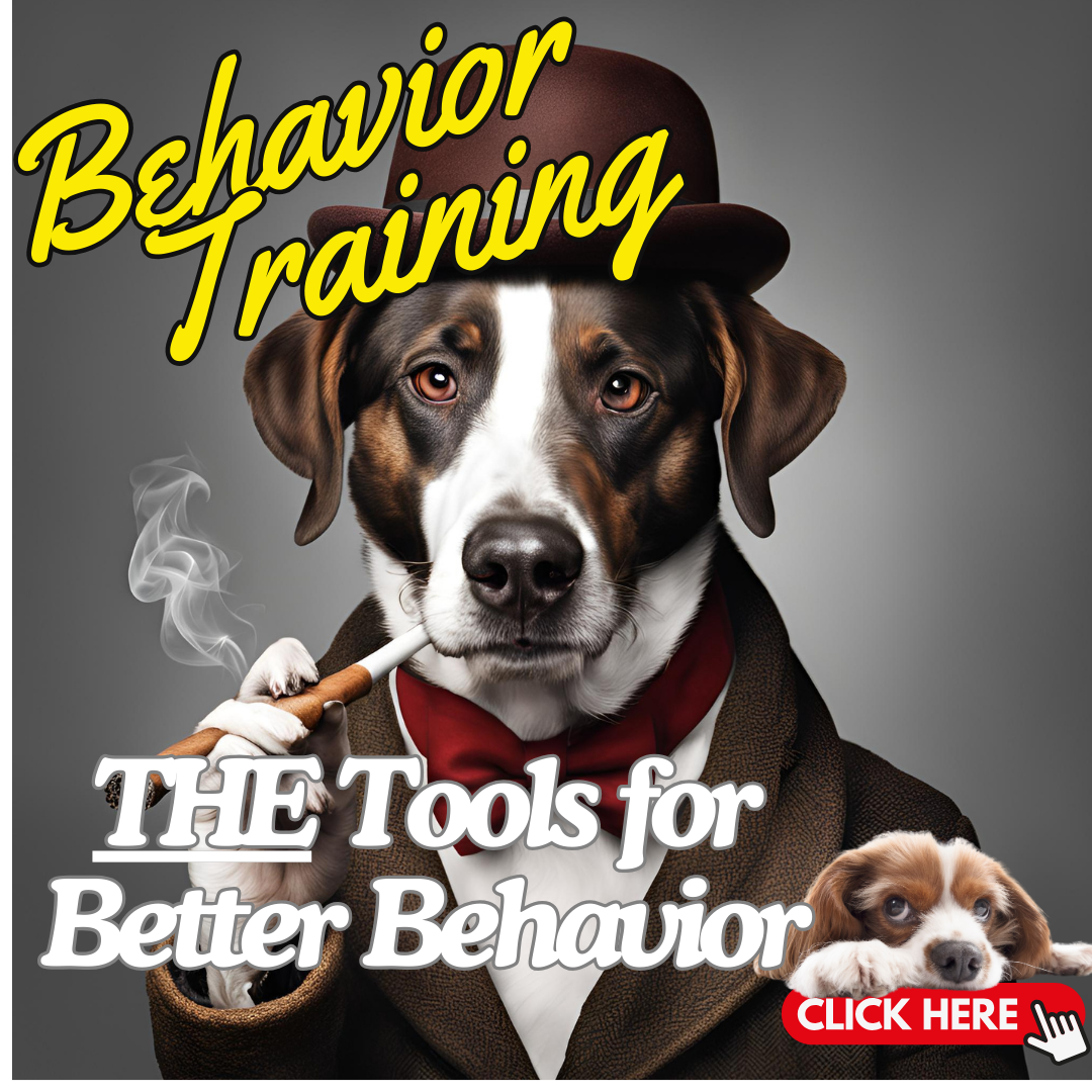 DOG Behavior