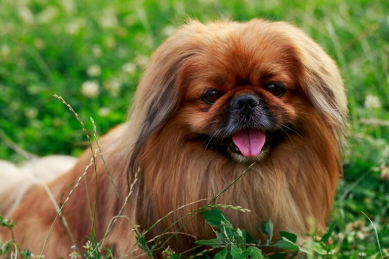 Ancient Dog Breeds: The Oldest Canine Companions