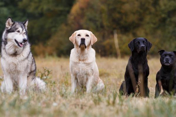 top-100-unique-male-dog-names-dog-training-geek
