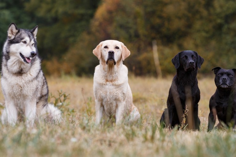 Top 100 Unique Male Dog Names