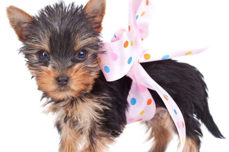 Top 10 Cutest Dog Breeds